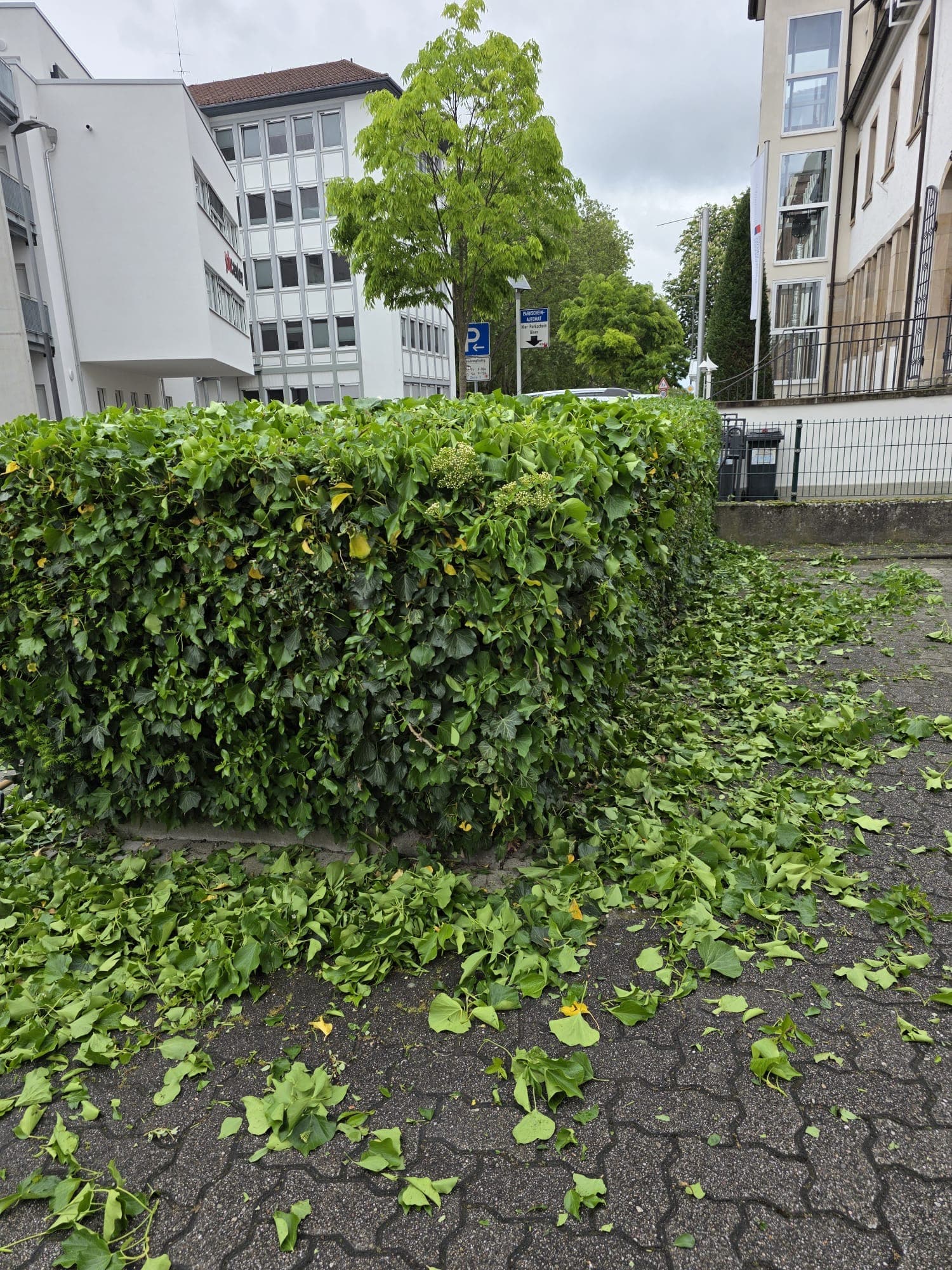 Heckenschnitt – nachher